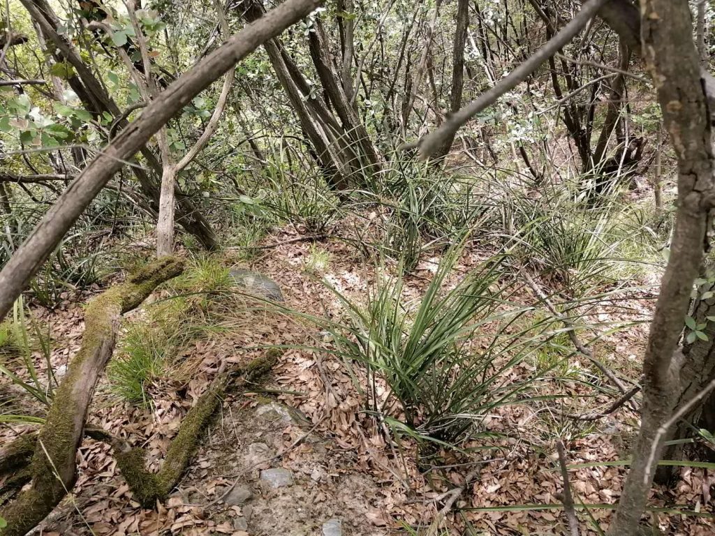 秦岭国家植物园发现中国最北端野生蕙兰种群