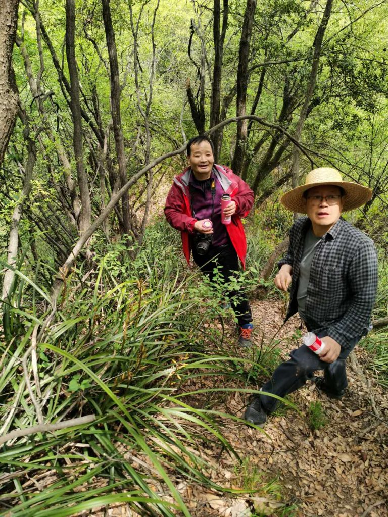 秦岭国家植物园发现中国最北端野生蕙兰种群