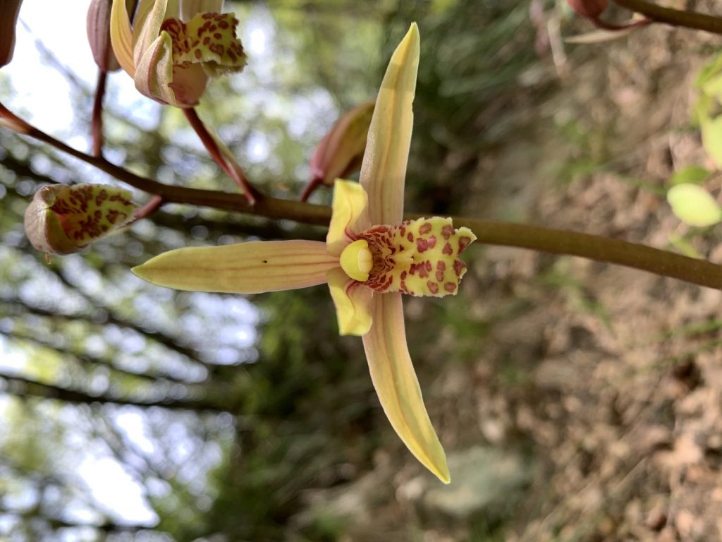 秦岭国家植物园发现中国最北端野生蕙兰种群